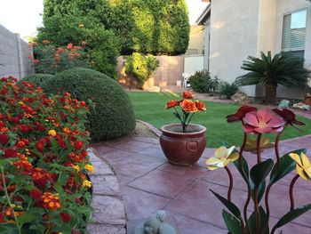 Potted plants in yard