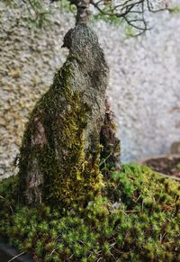 Close-up of moss growing on tree trunk