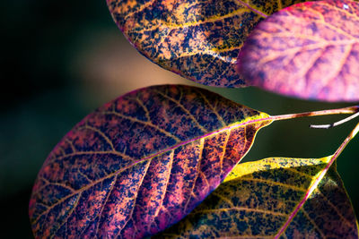 Close-up of purple leaves