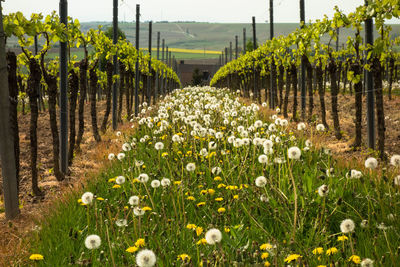 View of flowering plants growing on field