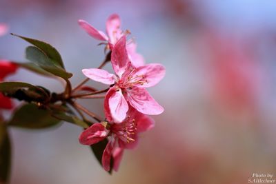 Pink flowers blooming in park