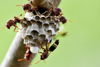 The reddish brown wasp is nesting in a branch.