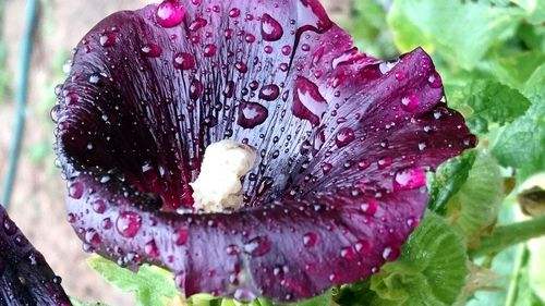 Close-up of wet red flower