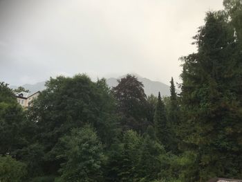 Trees in forest against sky