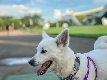 Close-up of dog looking away