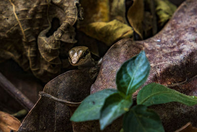 Close-up of lizard on rock