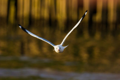 Close-up of bird flying