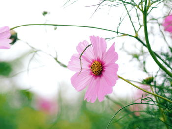 Close-up of pink cosmos flower