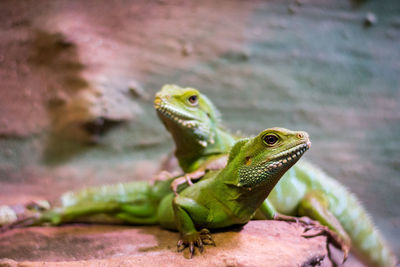 Close-up of lizards