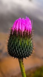 Close-up of thistle flower