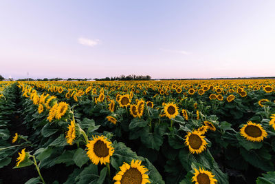 Scenic view of sunflower field against sky
