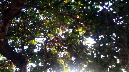 Low angle view of trees against sky