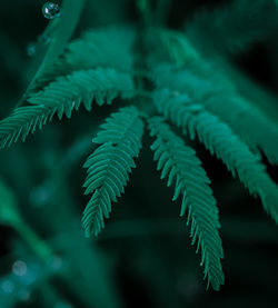 Close-up of fern leaves