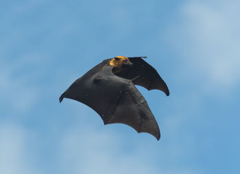 Low angle view of a bird flying