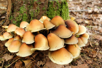 Close-up of mushrooms growing on field