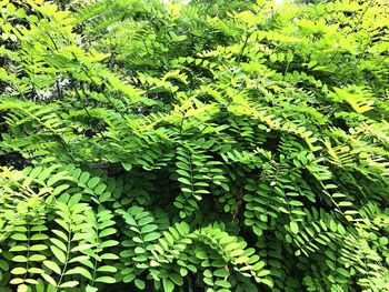 Close-up of green leaves