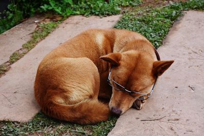 High angle view of dog with glasses