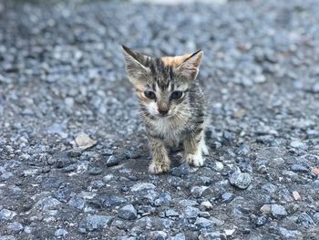 Portrait of cat on street in city