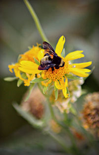 Close-up of bee pollinating on yellow flower