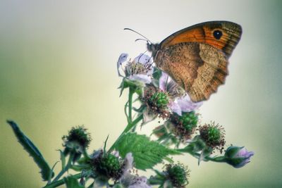 Butterfly perching on flower