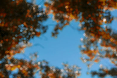 Trees against blue sky