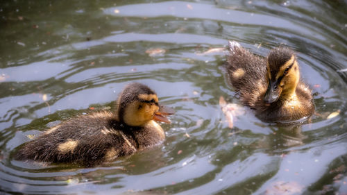 Duck swimming in a lake