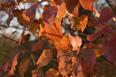 Close-up of autumnal leaves on tree