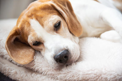 Close-up of dog