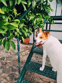 Dog looking away while sitting on potted plant