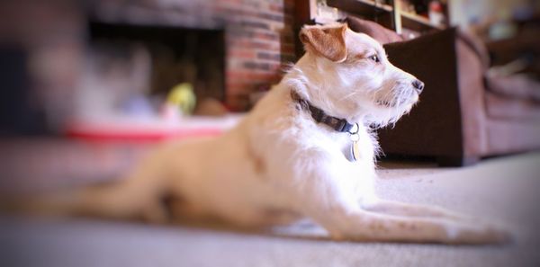 Close-up of dog at home