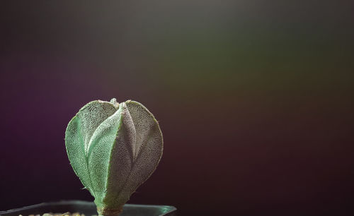 Close-up of green plant