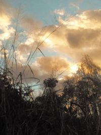 Low angle view of silhouette trees against sky during sunset