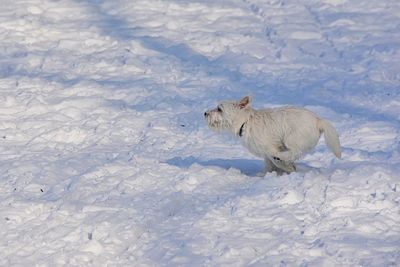 View of a dog on snow