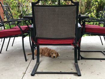 Dog sitting on chair in park