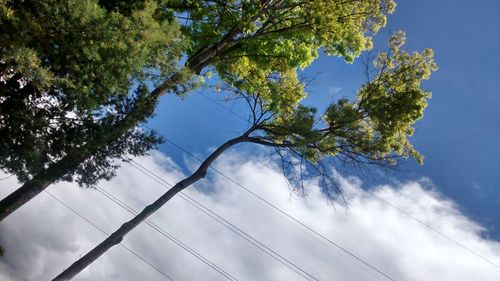 Low angle view of trees against blue sky