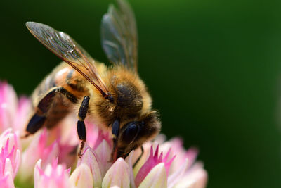 Close-up of bee pollinating a sedum flower