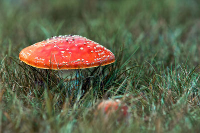 Close-up of mushroom growing on grassy field