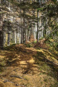 Footpath amidst trees in forest