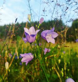 Close-up of purple flowers blooming outdoors