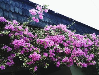 Low angle view of pink flowers blooming on tree