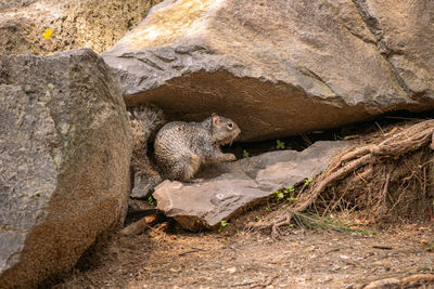 View of squirrel on rock