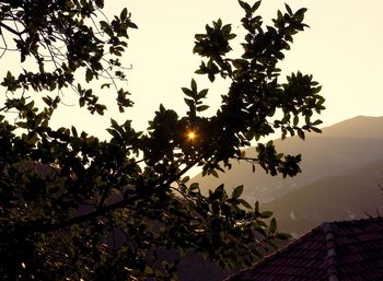 Tree against sky during sunset