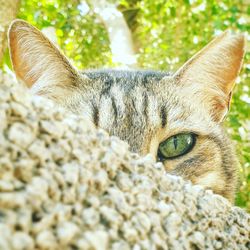 Close-up portrait of a cat