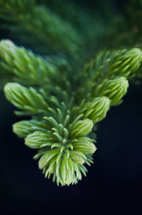 Close-up of plant over black background