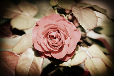 Close-up of pink rose blooming outdoors