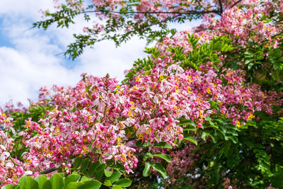 Close-up of pink flowering plant