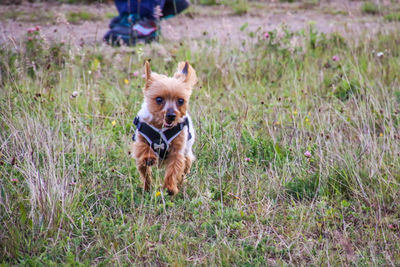 Portrait of dog running on grass