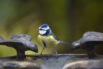 Close-up of birds perching on a bird bath