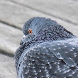 Close-up of bird