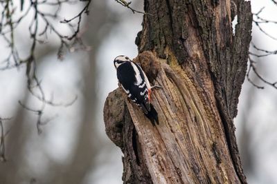 Bird perchi
ng on a tree